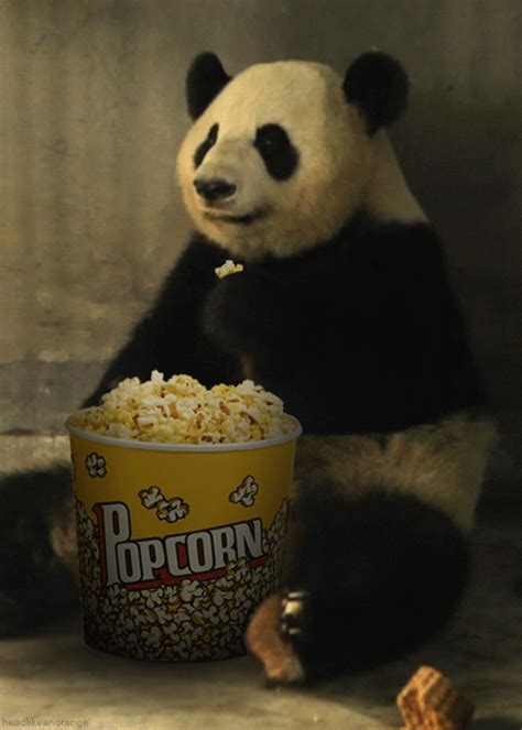 Compilación de GIFs de animales comiendo palomitas