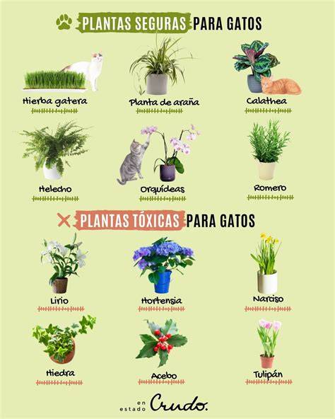 Variedad de plantas de interior seguras para gatos