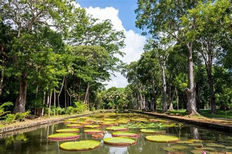 Jardín botánico Sir Seewoosagur Ramgoolam, Mauricio