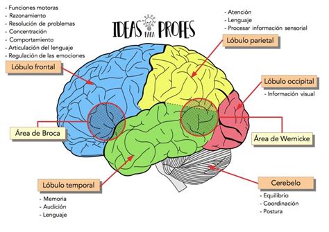 Cerebro con zonas destacadas que representan las áreas afectadas por el TDAH