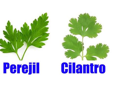 Comparación de hojas de cilantro y perejil