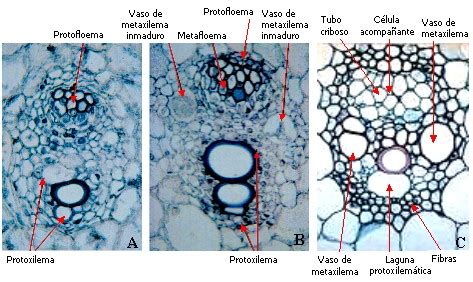 Esquema de un haz vascular colateral abierto