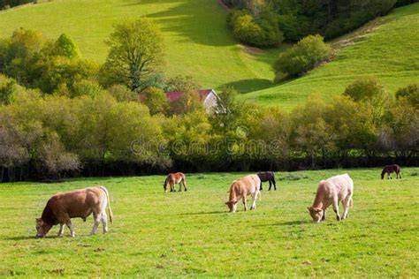 Vacas pastando en los verdes prados de Irlanda