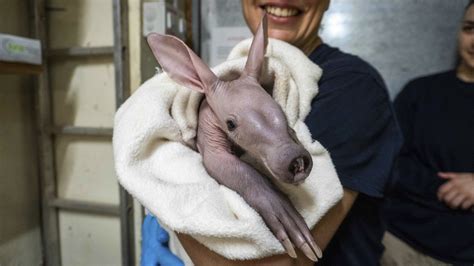 Cría de cerdo hormiguero recién nacida bajo cuidado especializado
