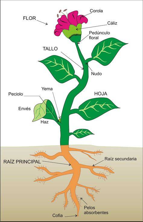 Esquema general de una planta vascular con sus partes principales