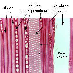 Esquema de los elementos de los vasos del xilema