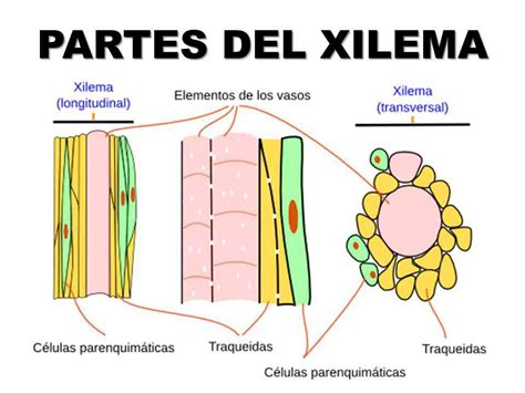 Esquema de las traqueidas del xilema