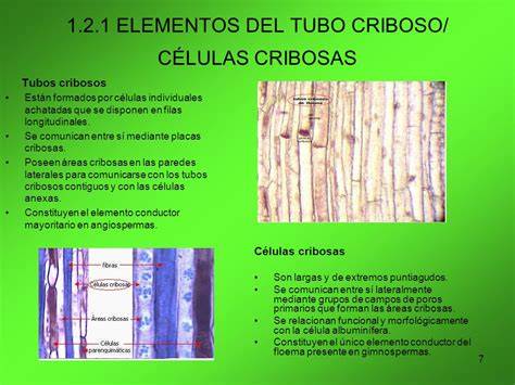 Representación esquemática de los tubos cribosos