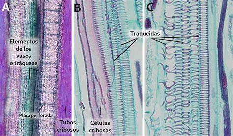 Representación esquemática de las células cribosas