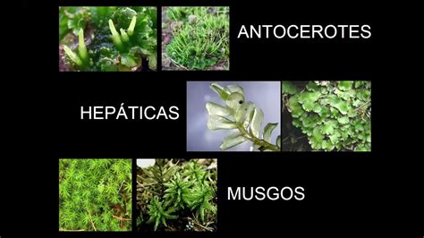 Ejemplos de briofitas: musgos y hepáticas