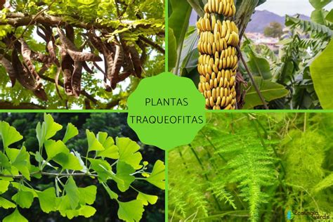 Ejemplos de traqueofitas: helechos, pinos y naranjos