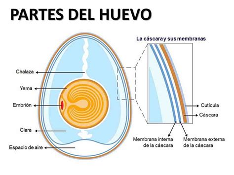 Partes de un huevo de gallina