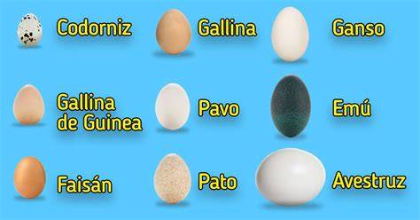 Huevos de diferentes aves comestibles