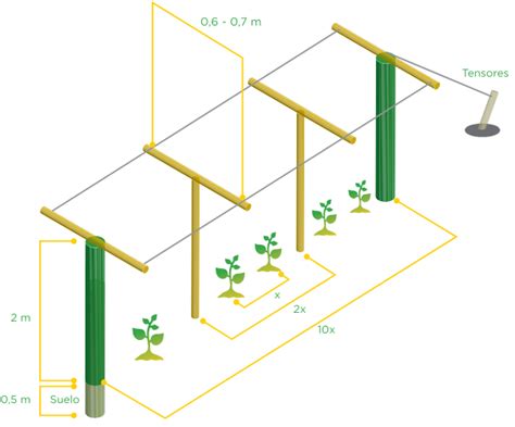 Esquema de plantación y entutorado de tomateras