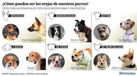 Ilustración de un perro Papillón mostrando sus características orejas erguidas