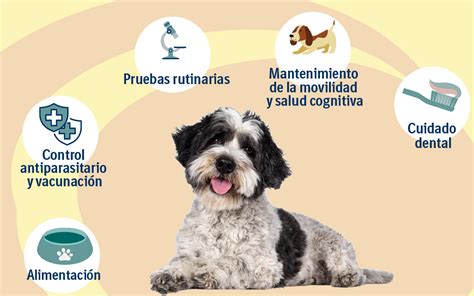 Infografía sobre los cuidados de salud preventivos en perros pequeños