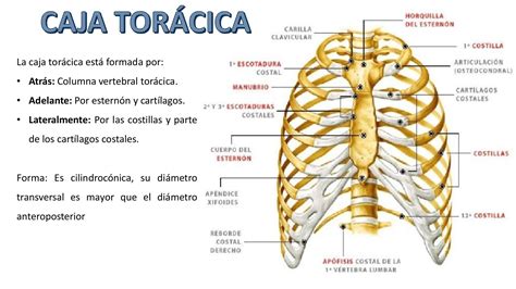 Anatomía de la caja torácica con énfasis en las costillas flotantes