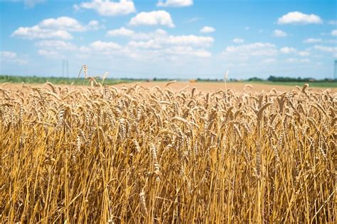 Campo de trigo dorado listo para la cosecha