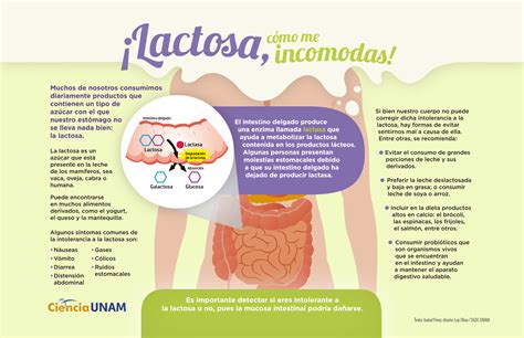 Esquema del proceso de digestión de la lactosa en el intestino