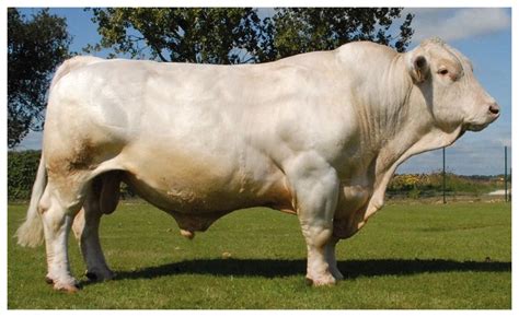 Morfología de un toro Charolais