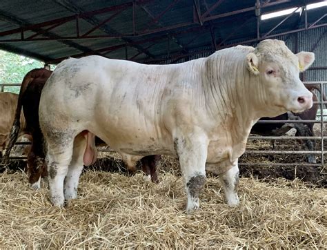 Ternero Charolais