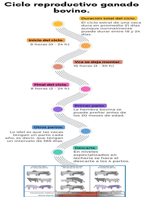 Esquema reproductivo de ganado bovino