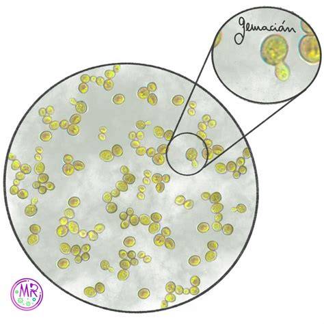 Células de levadura en gemación observadas al microscopio