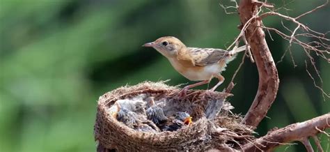 Aves en un nido siendo alimentadas