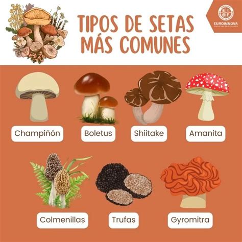 Diferentes tipos de setas comestibles