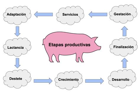 Esquema de las fases productivas del cerdo y los comederos asociados