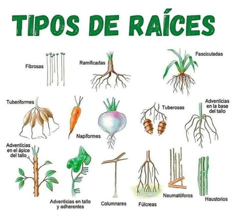 Esquema de las raíces afrocubanas del son y su evolución hacia la salsa