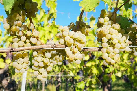 racimos de uva moscatel en viñedo