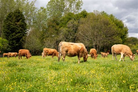 Ternera Rubia Gallega pastando en los campos gallegos