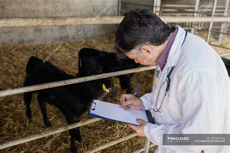 Inspector técnico examinando terneros en una ganadería gallega