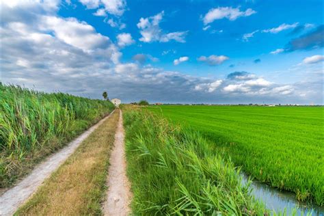 Campos de arroz en Valencia