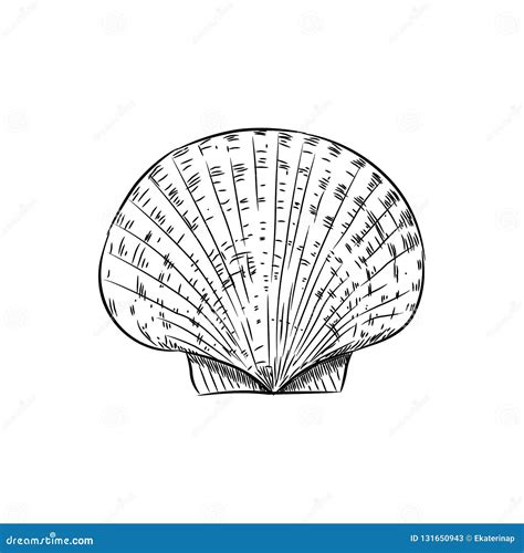 Ilustración de la concha de peregrino