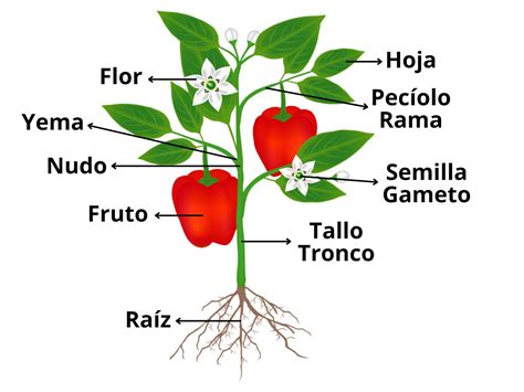 Esquema de las partes de la planta de arroz