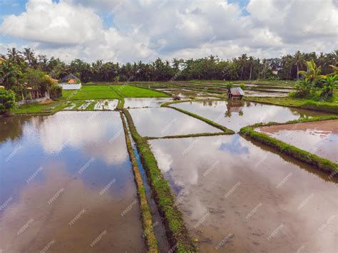 Campos de arroz inundados (arrozales)