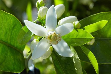 Flores de azahar en un árbol de cítricos
