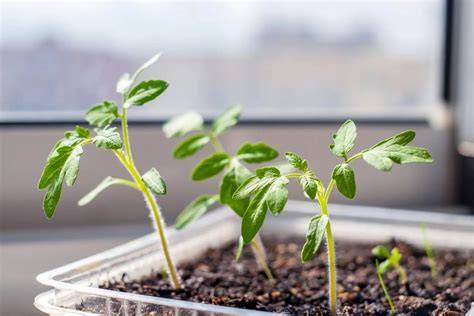 Comparativa de crecimiento de plántulas de tomate con y sin tratamiento de GA3