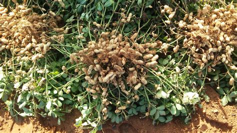 Campo de cultivo de cacahuetes con plantas verdes y sus frutos bajo tierra