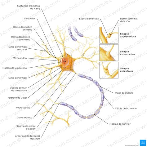 Esquema de las partes y componentes de una panificadora