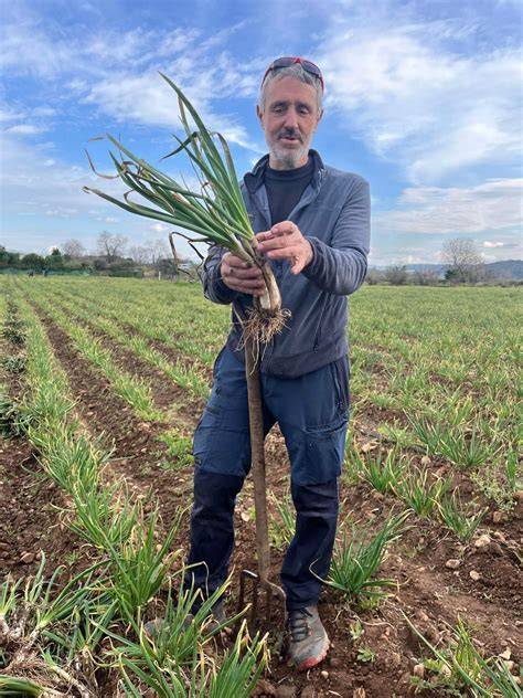 Campo de calçots en Cataluña