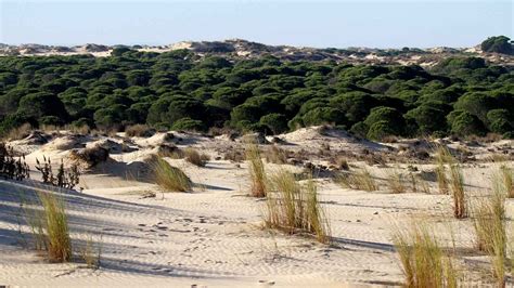 Duna de Doñana con el bosque al fondo