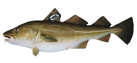 Bacalao skrei. Mar de Noruega.