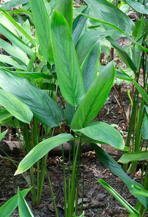 Planta de arrurruz (Maranta arundinacea)