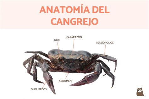 Diagrama de las diferentes partes del cangrejo real utilizadas en los productos Chatka