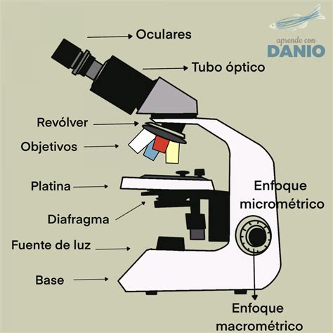 Esquema detallado de las partes de un microscopio óptico