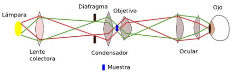 Diagrama del recorrido de la luz desde la fuente hasta el ocular