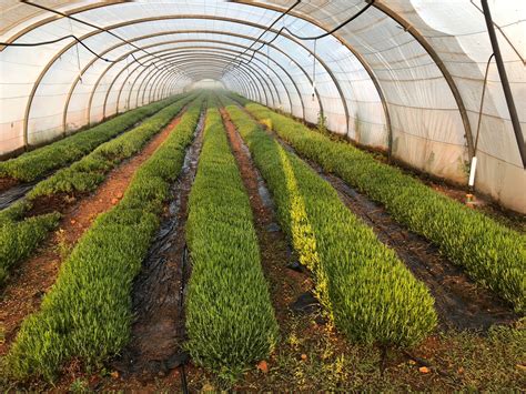 Campo de cultivo de plantas aromáticas y medicinales